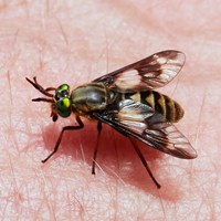 Chrysops relictus su guida naturalistica di RikenMon