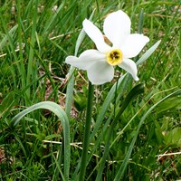 Narcissus poeticus Sur le Nature-Guide de RikenMon