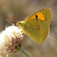 Colias hyale op RikenMon's Natuurgids