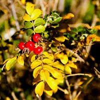 Rosa canina op RikenMon's Natuurgids