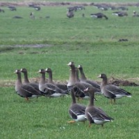 Anser albifrons su guida naturalistica di RikenMon