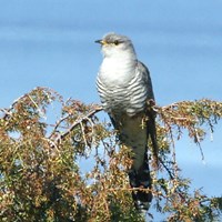 Cuculus canorus Sur le Nature-Guide de RikenMon