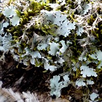 Parmelia sulcata  su guida naturalistica di RikenMon