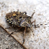 Rhaphigaster nebulosa En la Guía-Naturaleza de RikenMon