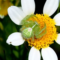 Heriaeus hirtus op RikenMon's Natuurgids