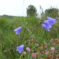 Campanula rotundifolia Sur le Nature-Guide de RikenMon