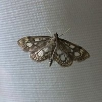 Anania coronata su guida naturalistica di RikenMon