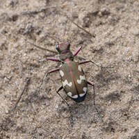 Cicindela hybrida En la Guía-Naturaleza de RikenMon