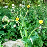 Sonchus asper En la Guía-Naturaleza de RikenMon