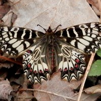 Zerynthia polyxena op RikenMon's Natuurgids