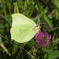 Gonepteryx rhamni op RikenMon's Natuurgids