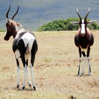 Damaliscus pygargus su guida naturalistica di RikenMon