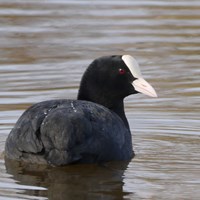 Fulica atra op RikenMon's Natuurgids