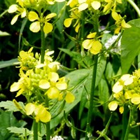 Sinapis alba op RikenMon's Natuurgids