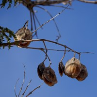 Jacaranda mimosifolia 在RikenMon的自然指南