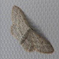 Idaea seriata En la Guía-Naturaleza de RikenMon