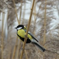 Parus major su guida naturalistica di RikenMon