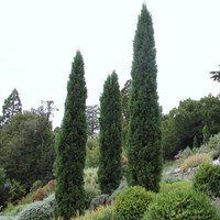 Cupressus sempervirens 在RikenMon的自然指南