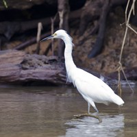 Egretta thula Sur le Nature-Guide de RikenMon