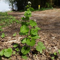 Alliaria petiolata En la Guía-Naturaleza de RikenMon