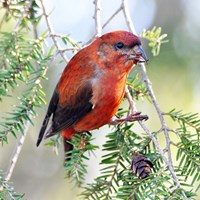 Loxia curvirostra op RikenMon's Natuurgids