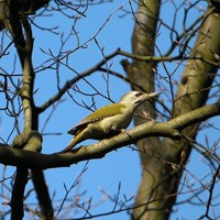 Picus canus Sur le Nature-Guide de RikenMon